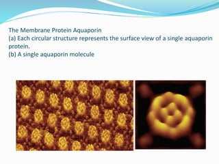 The Membrane Protein Aquaporin
(a) Each circular structure represents the surface view of a single aquaporin
protein.
(b) A single aquaporin molecule
 