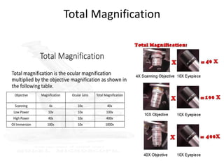 Microscope | PDF
