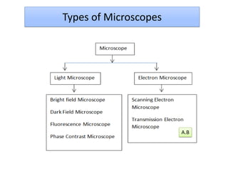 Microscope | PDF