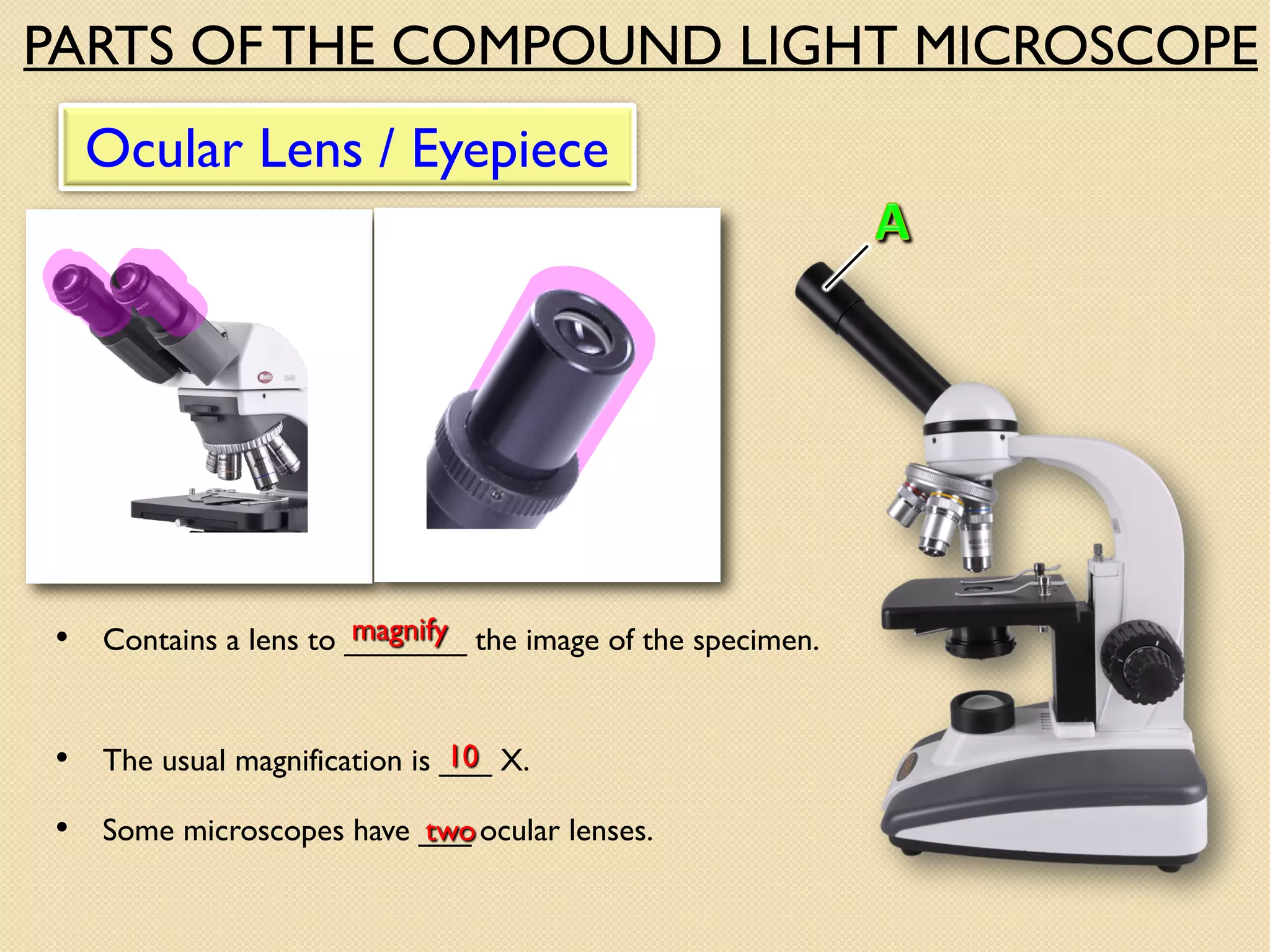 Ocular Lens / Eyepiece
• Contains a lens to _______ the image of the specimen.
• The usual magnification is ___ X.
• Some microscopes have ___ ocular lenses.
magnify
10
two
PARTS OF THE COMPOUND LIGHT MICROSCOPE
 