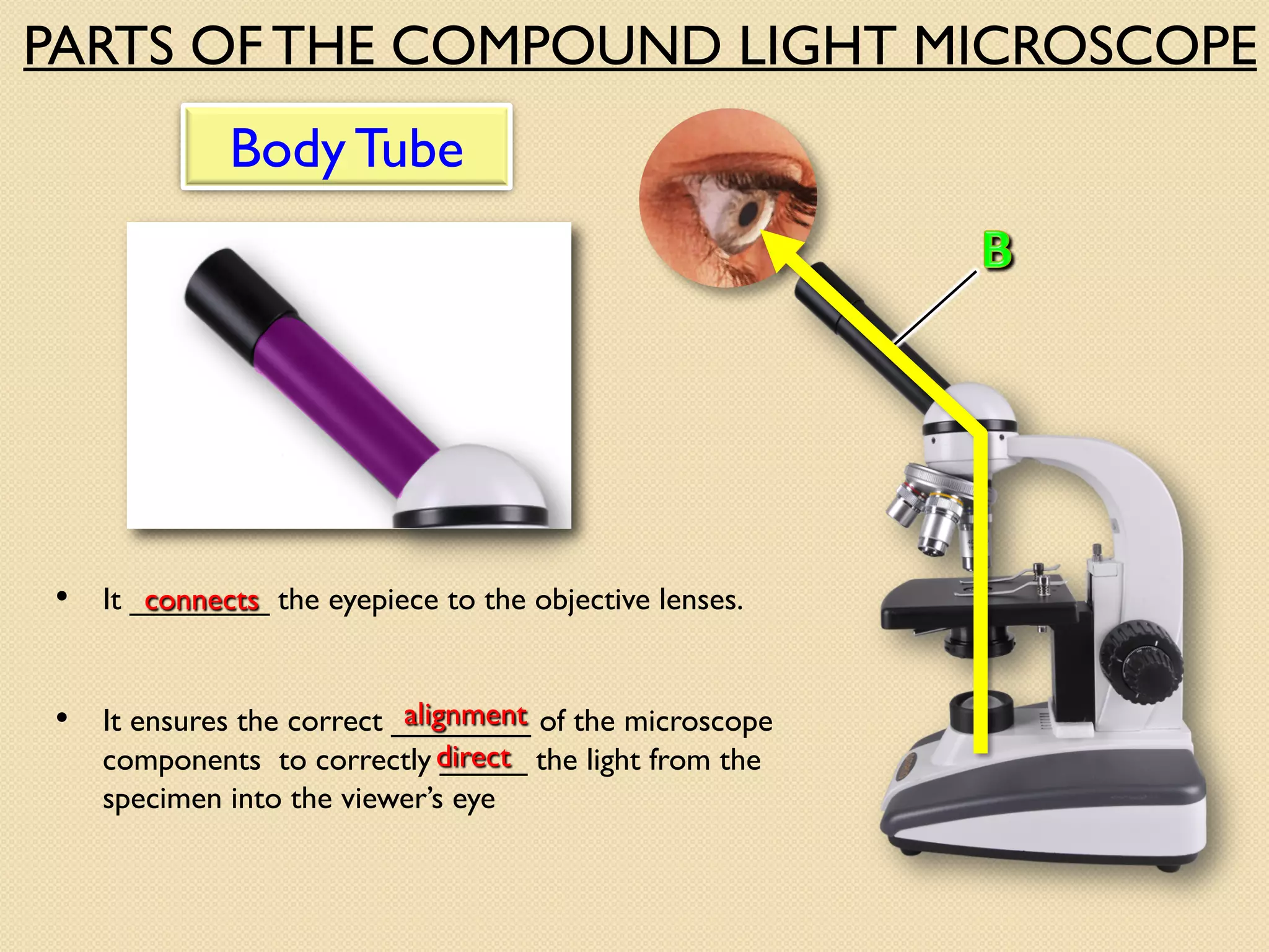 Body Tube
• It ________ the eyepiece to the objective lenses.
connects
• It ensures the correct ________ of the microscope
components to correctly _____ the light from the
specimen into the viewer’s eye
alignment
direct
PARTS OF THE COMPOUND LIGHT MICROSCOPE
 