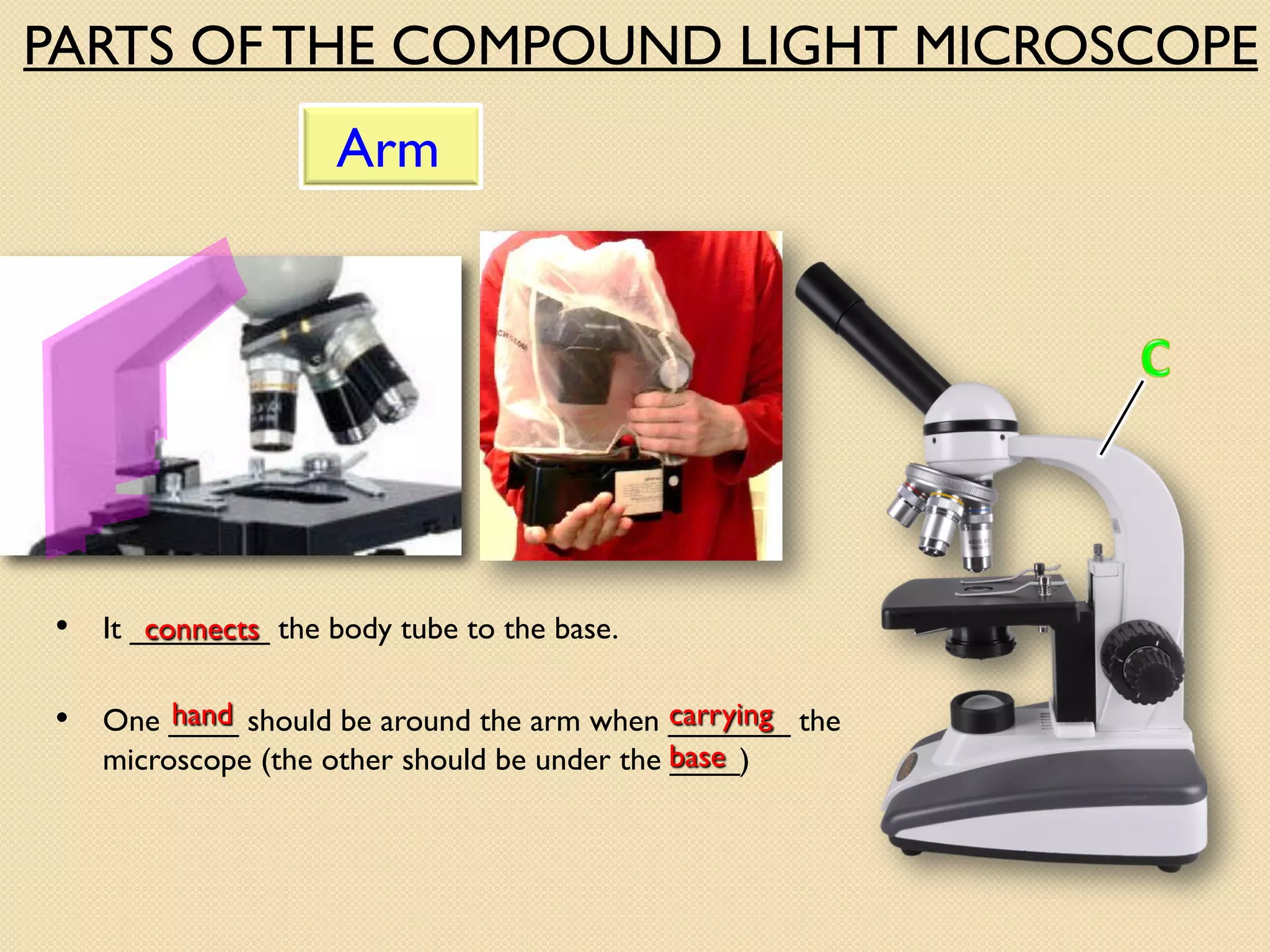 • One ____ should be around the arm when _______ the
microscope (the other should be under the ____)
Arm
• It ________ the body tube to the base.
connects
hand carrying
base
PARTS OF THE COMPOUND LIGHT MICROSCOPE
 