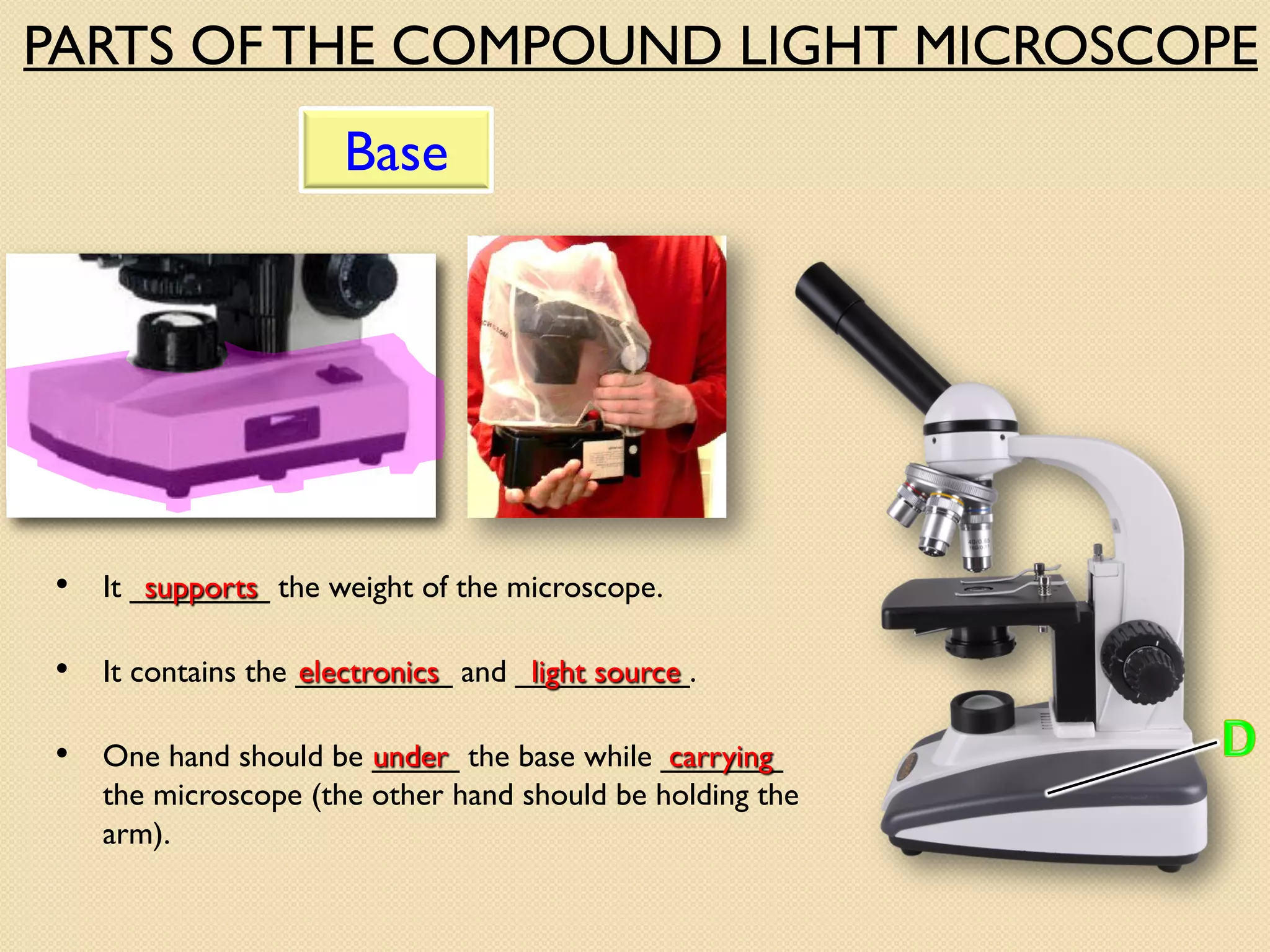 • It contains the _________ and __________.
• It ________ the weight of the microscope.
• One hand should be _____ the base while _______
the microscope (the other hand should be holding the
arm).
Base
supports
electronics
carrying
light source
under
PARTS OF THE COMPOUND LIGHT MICROSCOPE
 
