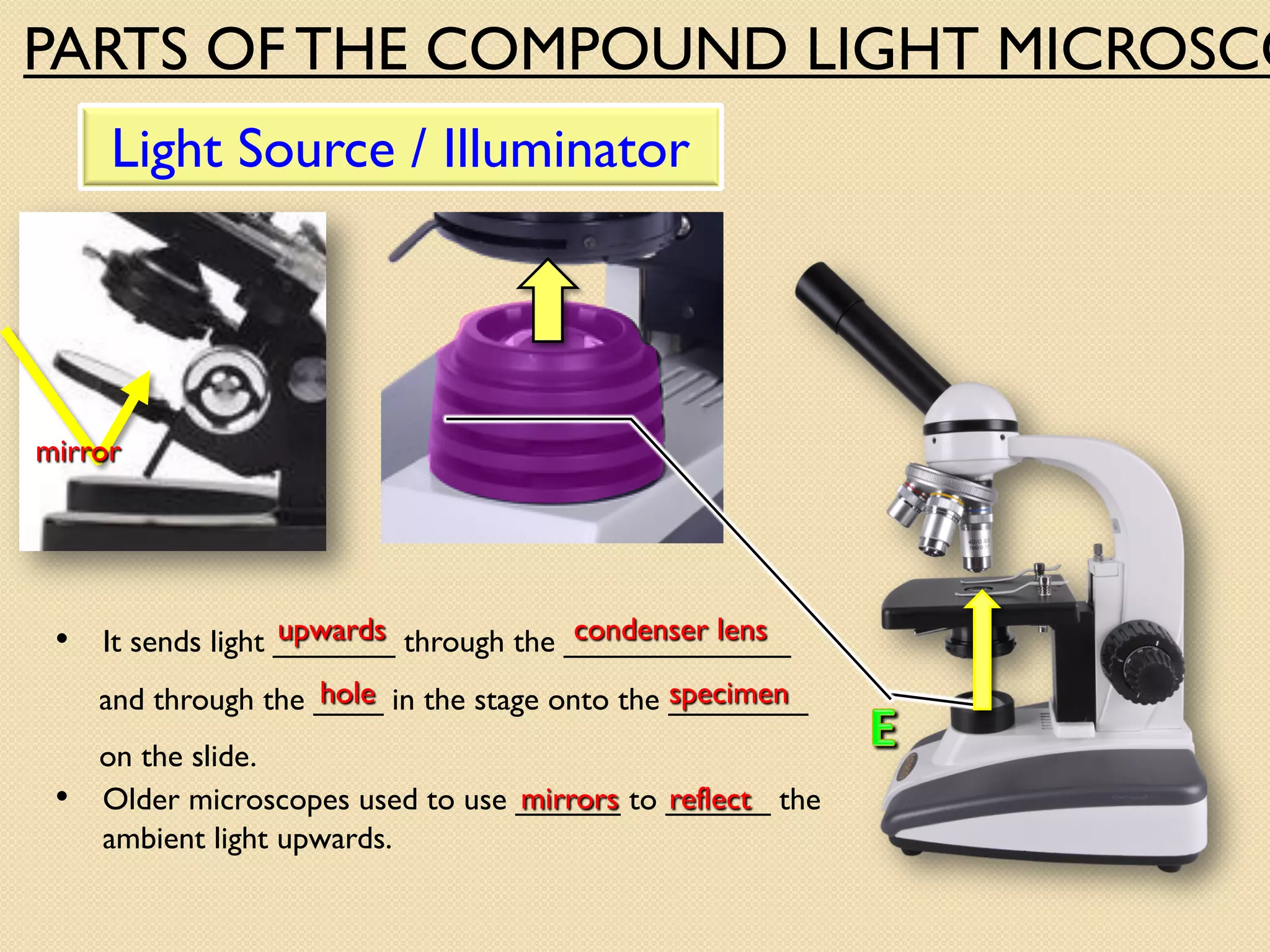 Light Source / Illuminator
• It sends light _______ through the _____________
and through the ____ in the stage onto the ________
on the slide.
hole specimen
condenser lens
upwards
PARTS OF THE COMPOUND LIGHT MICROSCO
mirror
• Older microscopes used to use ______ to ______ the
ambient light upwards.
mirrors reflect
 