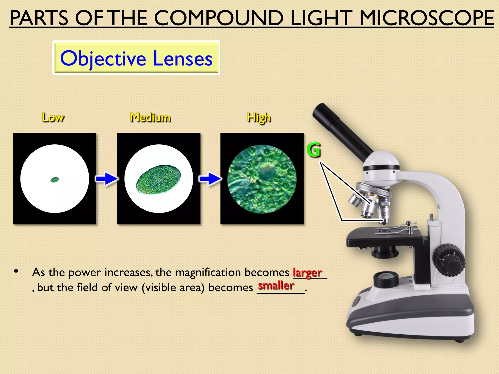 Objective Lenses
PARTS OF THE COMPOUND LIGHT MICROSCOPE
• As the power increases, the magnification becomes _____
, but the field of view (visible area) becomes _______.
larger
smaller
 