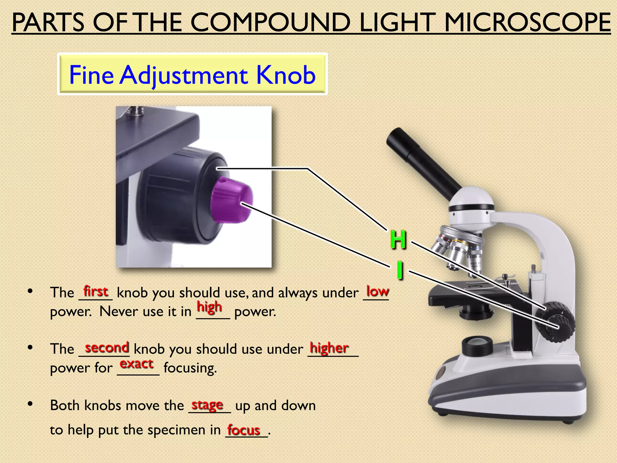 • The ____ knob you should use, and always under ___
power. Never use it in ____ power.
to help put the specimen in _____.
• Both knobs move the _____ up and down
focus
• The ______ knob you should use under ______
power for _____ focusing.
second higher
stage
Fine Adjustment Knob
low
first
high
exact
PARTS OF THE COMPOUND LIGHT MICROSCOPE
 