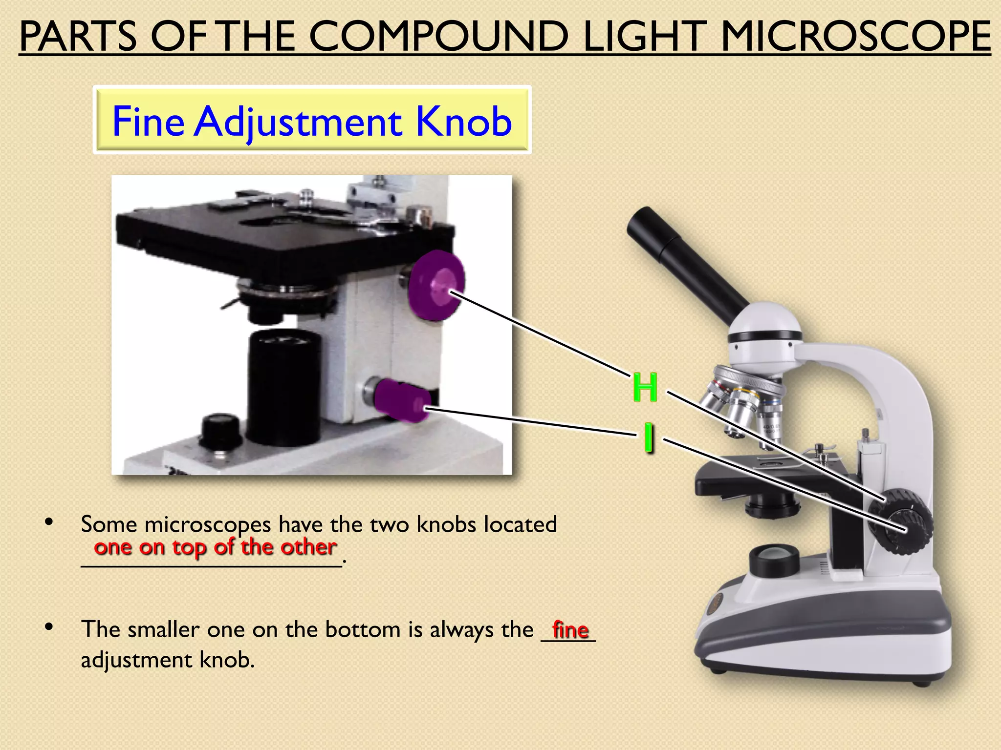 • Some microscopes have the two knobs located
___________________.
Fine Adjustment Knob
one on top of the other
PARTS OF THE COMPOUND LIGHT MICROSCOPE
• The smaller one on the bottom is always the ____
adjustment knob.
fine
 