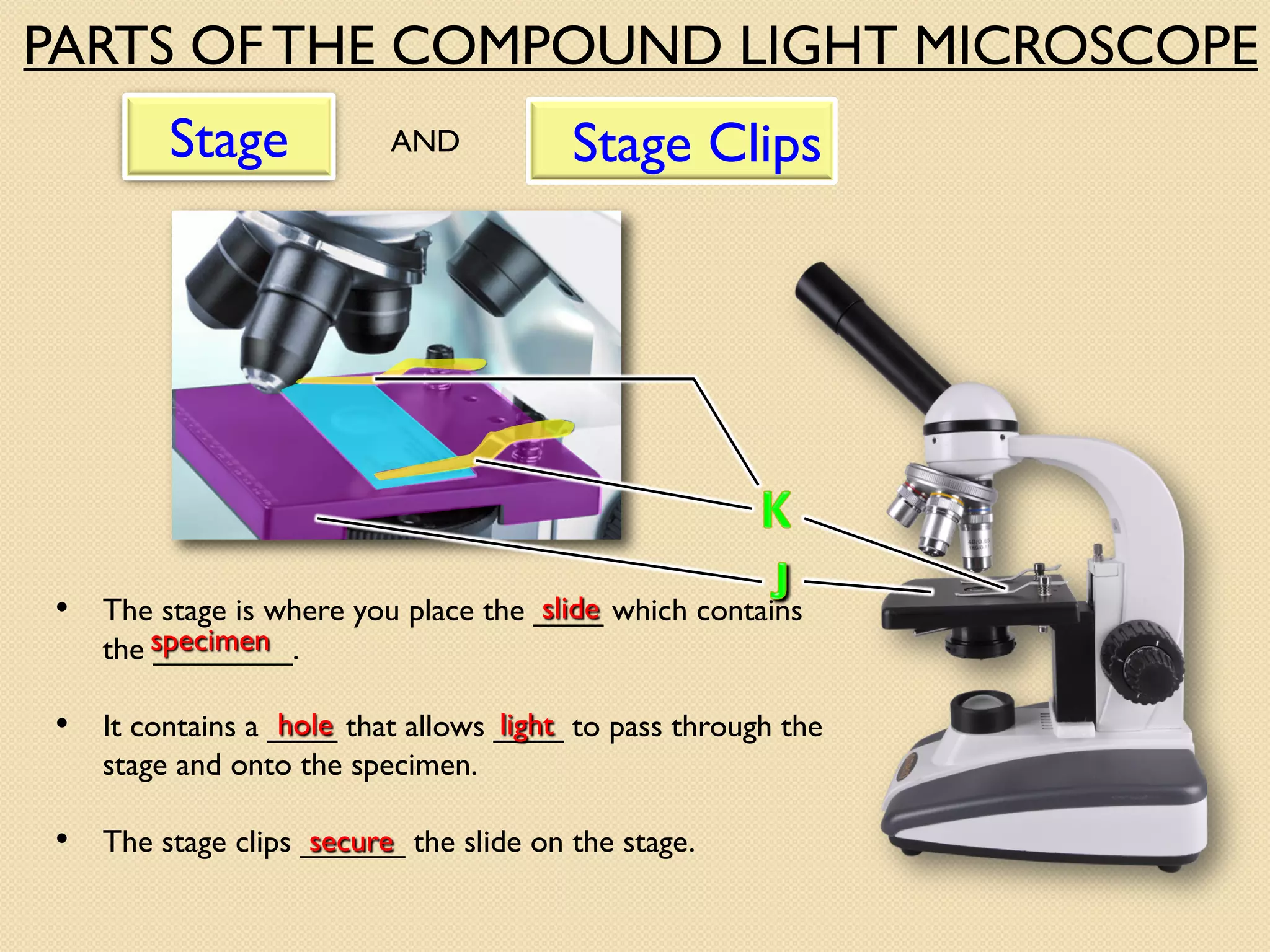 Stage Clips
• The stage is where you place the ____ which contains
the ________.
slide
specimen
• The stage clips ______ the slide on the stage.
secure
• It contains a ____ that allows ____ to pass through the
stage and onto the specimen.
hole light
PARTS OF THE COMPOUND LIGHT MICROSCOPE
Stage AND
 