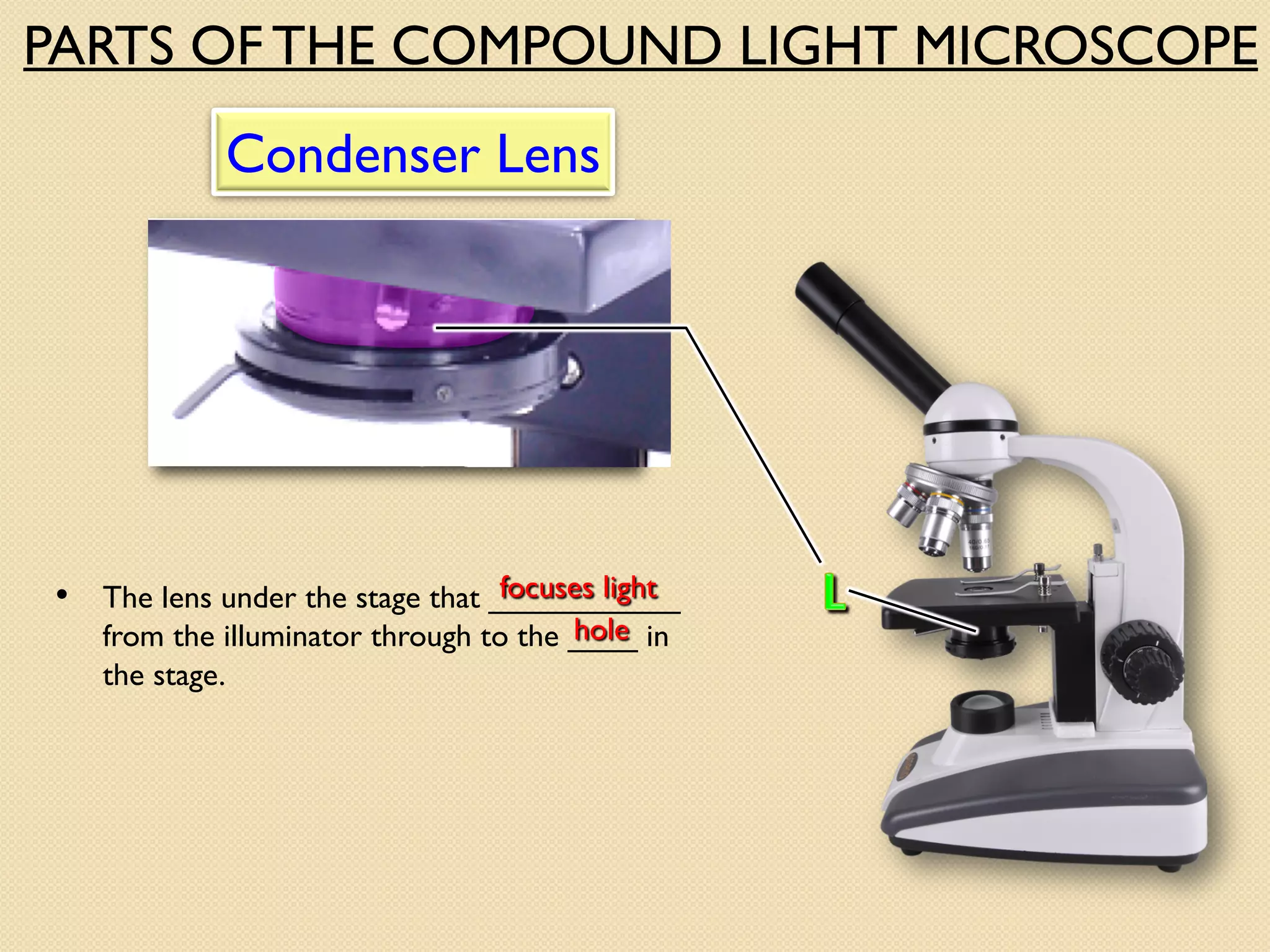 • The lens under the stage that ___________
from the illuminator through to the ____ in
the stage.
focuses light
Condenser Lens
hole
PARTS OF THE COMPOUND LIGHT MICROSCOPE
 