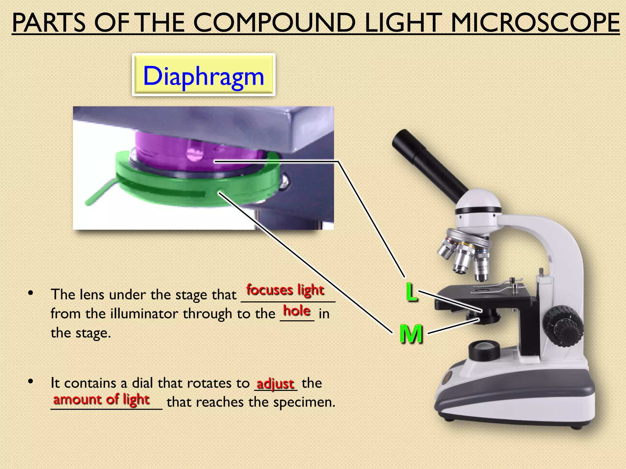 • The lens under the stage that ___________
from the illuminator through to the ____ in
the stage.
focuses light
Diaphragm
hole
• It contains a dial that rotates to _____ the
_____________ that reaches the specimen.
adjust
amount of light
PARTS OF THE COMPOUND LIGHT MICROSCOPE
 