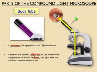 THE MICROSCOPE. | PDF