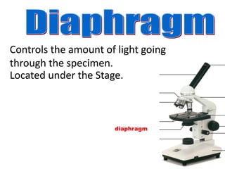 diaphragm
Controls the amount of light going
through the specimen.
Located under the Stage.
 