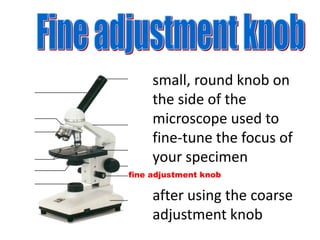 fine adjustment knob
small, round knob on
the side of the
microscope used to
fine-tune the focus of
your specimen
after using the coarse
adjustment knob
 