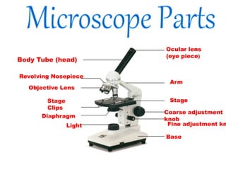 Ocular lens
(eye piece)
Body Tube (head)
Revolving Nosepiece
Arm
Objective Lens
Stage
Stage
Clips
Coarse adjustment
knob
Fine adjustment kn
Base
Diaphragm
Light
 