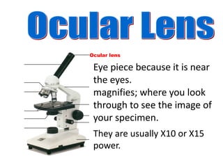 Ocular lens
Eye piece because it is near
the eyes.
magnifies; where you look
through to see the image of
your specimen.
They are usually X10 or X15
power.
 