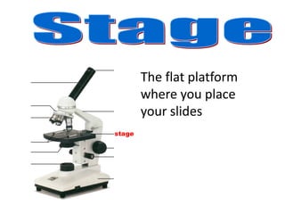 stage
The flat platform
where you place
your slides
 