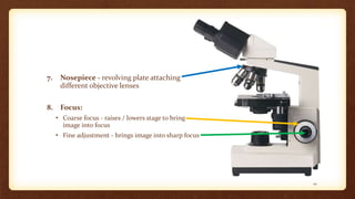 7. Nosepiece - revolving plate attaching
different objective lenses
8. Focus:
• Coarse focus - raises / lowers stage to bring
image into focus
• Fine adjustment - brings image into sharp focus
10
 