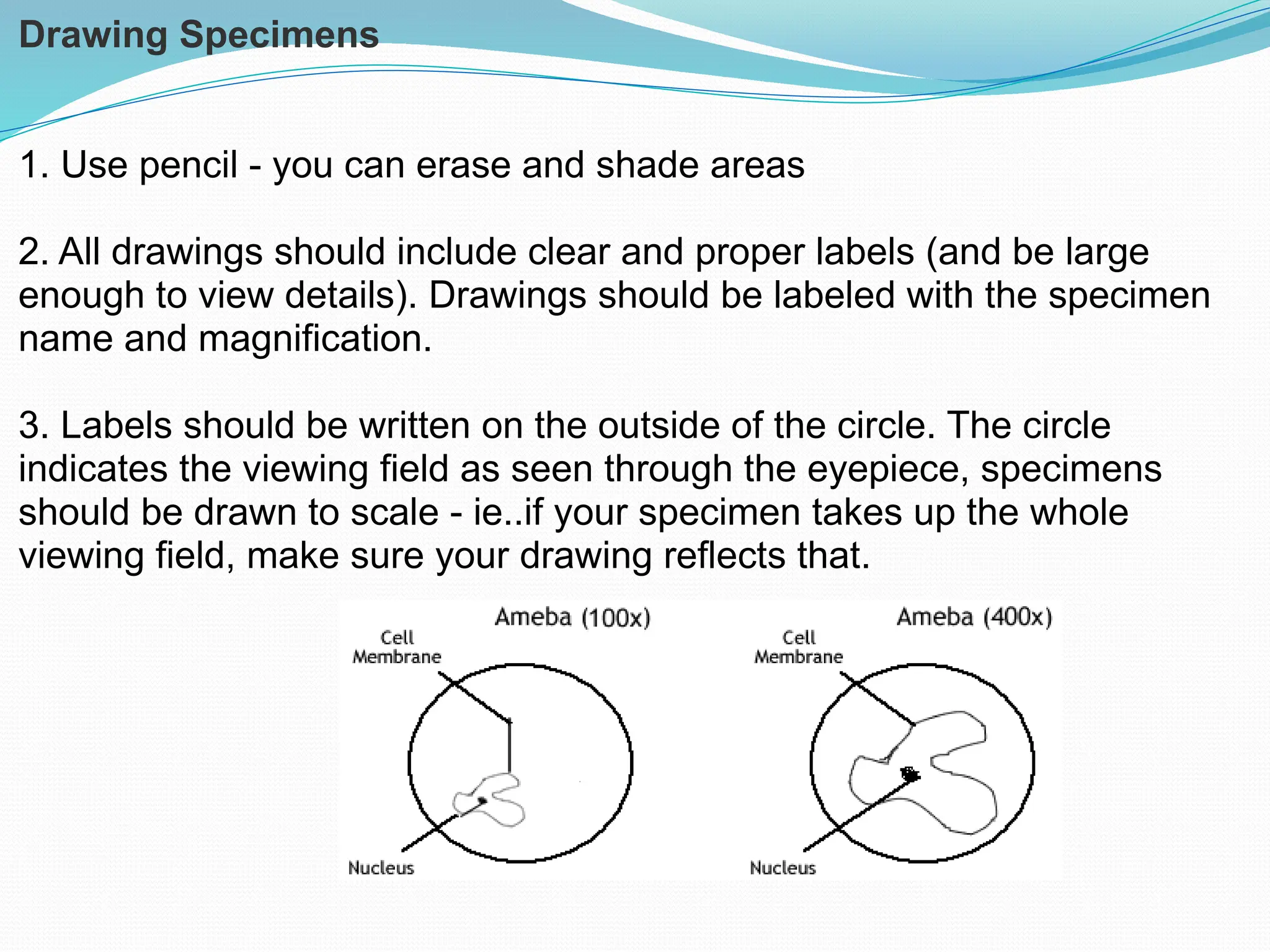 Drawing Specimens
1. Use pencil - you can erase and shade areas
2. All drawings should include clear and proper labels (and be large
enough to view details). Drawings should be labeled with the specimen
name and magnification.
3. Labels should be written on the outside of the circle. The circle
indicates the viewing field as seen through the eyepiece, specimens
should be drawn to scale - ie..if your specimen takes up the whole
viewing field, make sure your drawing reflects that.
 