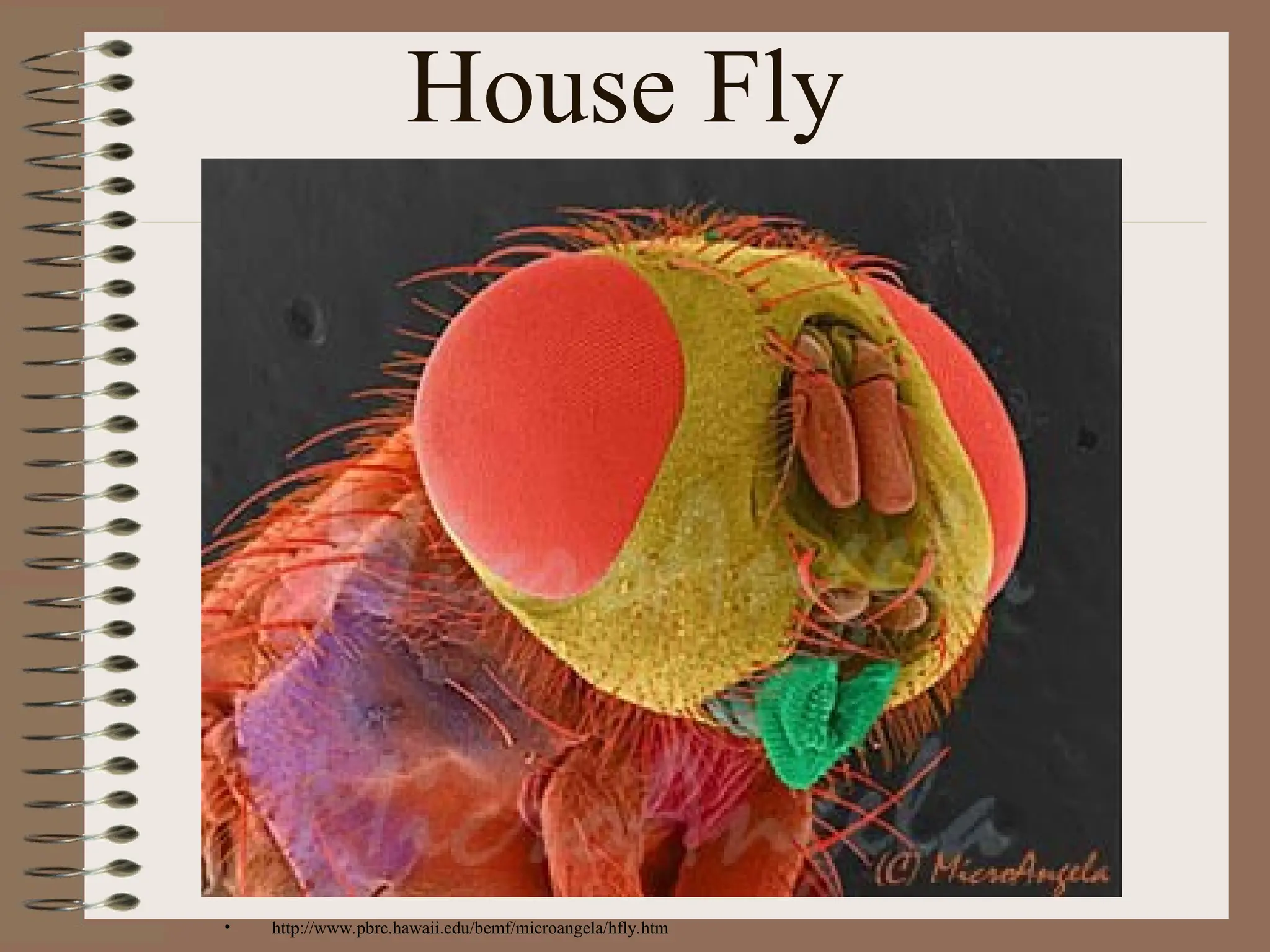 House Fly
• http://www.pbrc.hawaii.edu/bemf/microangela/hfly.htm
 