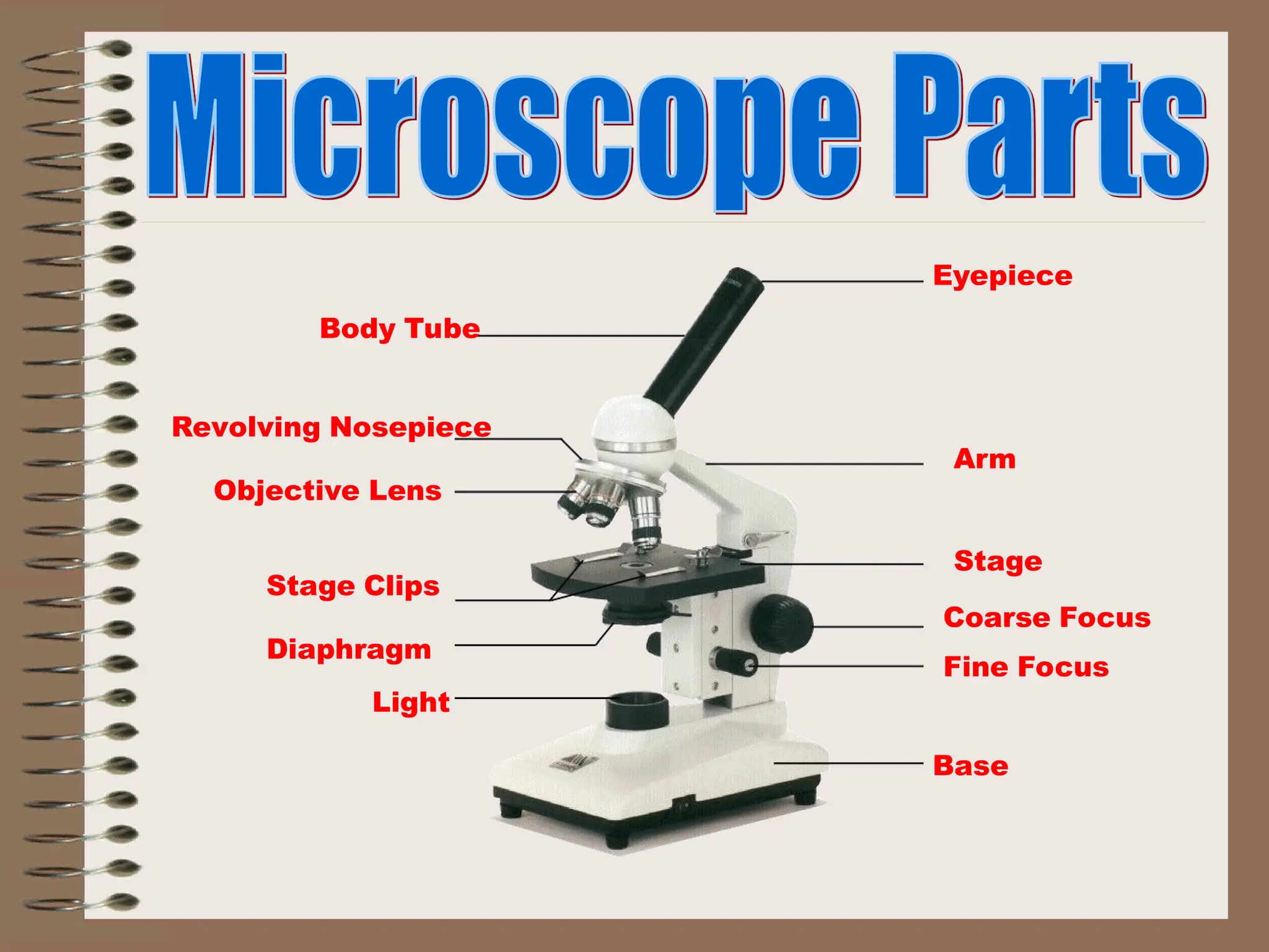 Eyepiece
Body Tube
Revolving Nosepiece
Arm
Objective Lens
Stage
Stage Clips
Coarse Focus
Fine Focus
Base
Diaphragm
Light
 