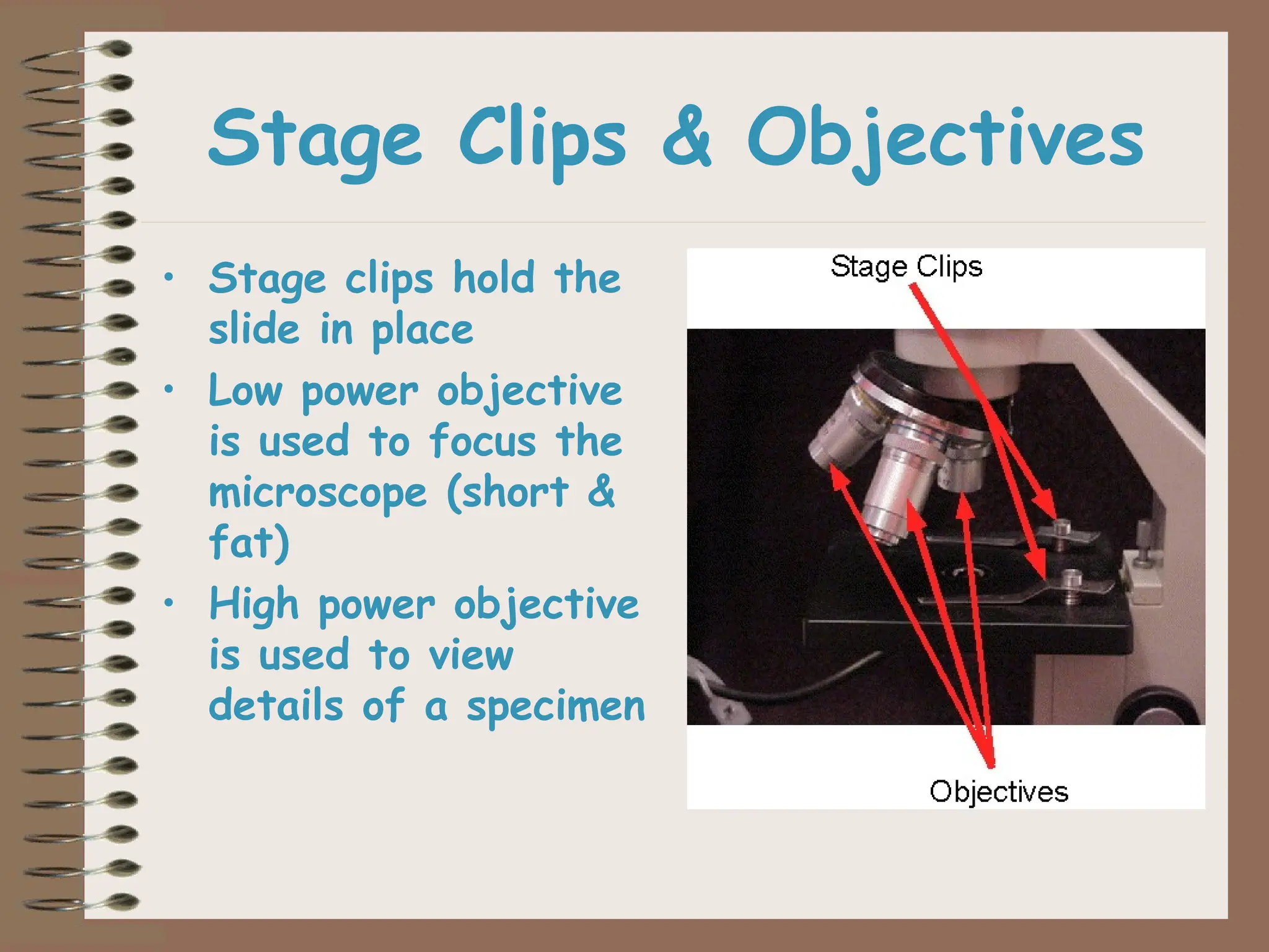 Stage Clips & Objectives
• Stage clips hold the
slide in place
• Low power objective
is used to focus the
microscope (short &
fat)
• High power objective
is used to view
details of a specimen
 