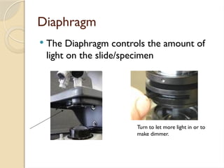 Diaphragm
 The Diaphragm controls the amount of
light on the slide/specimen
Turn to let more light in or to
make dimmer.
 