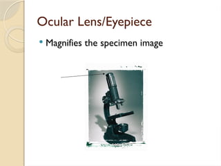 Ocular Lens/Eyepiece
 Magnifies the specimen image
 