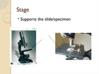 Stage
 Supports the slide/specimen
 