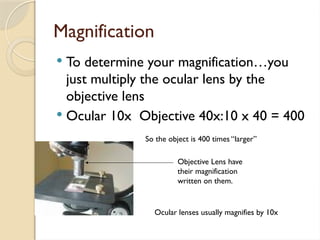 Magnification
 To determine your magnification…you
just multiply the ocular lens by the
objective lens
 Ocular 10x Objective 40x:10 x 40 = 400
Objective Lens have
their magnification
written on them.
Ocular lenses usually magnifies by 10x
So the object is 400 times “larger”
 