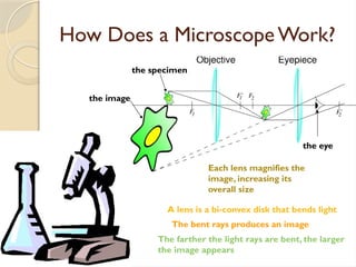 How Does a MicroscopeWork?
the eye
the image
the specimen
Each lens magnifies the
image, increasing its
overall size
A lens is a bi-convex disk that bends light
The farther the light rays are bent, the larger
the image appears
The bent rays produces an image
 