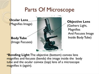 Parts Of Microscope
Ocular Lens
(Magnifies Image)
Objective Lens
(Gathers Light,
Magnifies
And Focuses Image
Inside Body Tube)
BodyTube
(Image Focuses)
•Bending Light:The objective (bottom) convex lens
magnifies and focuses (bends) the image inside the body
tube and the ocular convex (top) lens of a microscope
magnifies it (again).
 