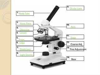 Body Tube
Nose Piece
Objective
Lenses
Stage
Clips
Diaphragm
Light Source
Ocular Lens
Arm
Stage
Coarse Adj.
Fine Adjustment
Base
 