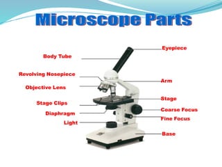 Eyepiece
Body Tube
Revolving Nosepiece
Arm
Objective Lens
Stage
Stage Clips
Coarse Focus
Fine Focus
Base
Diaphragm
Light
 