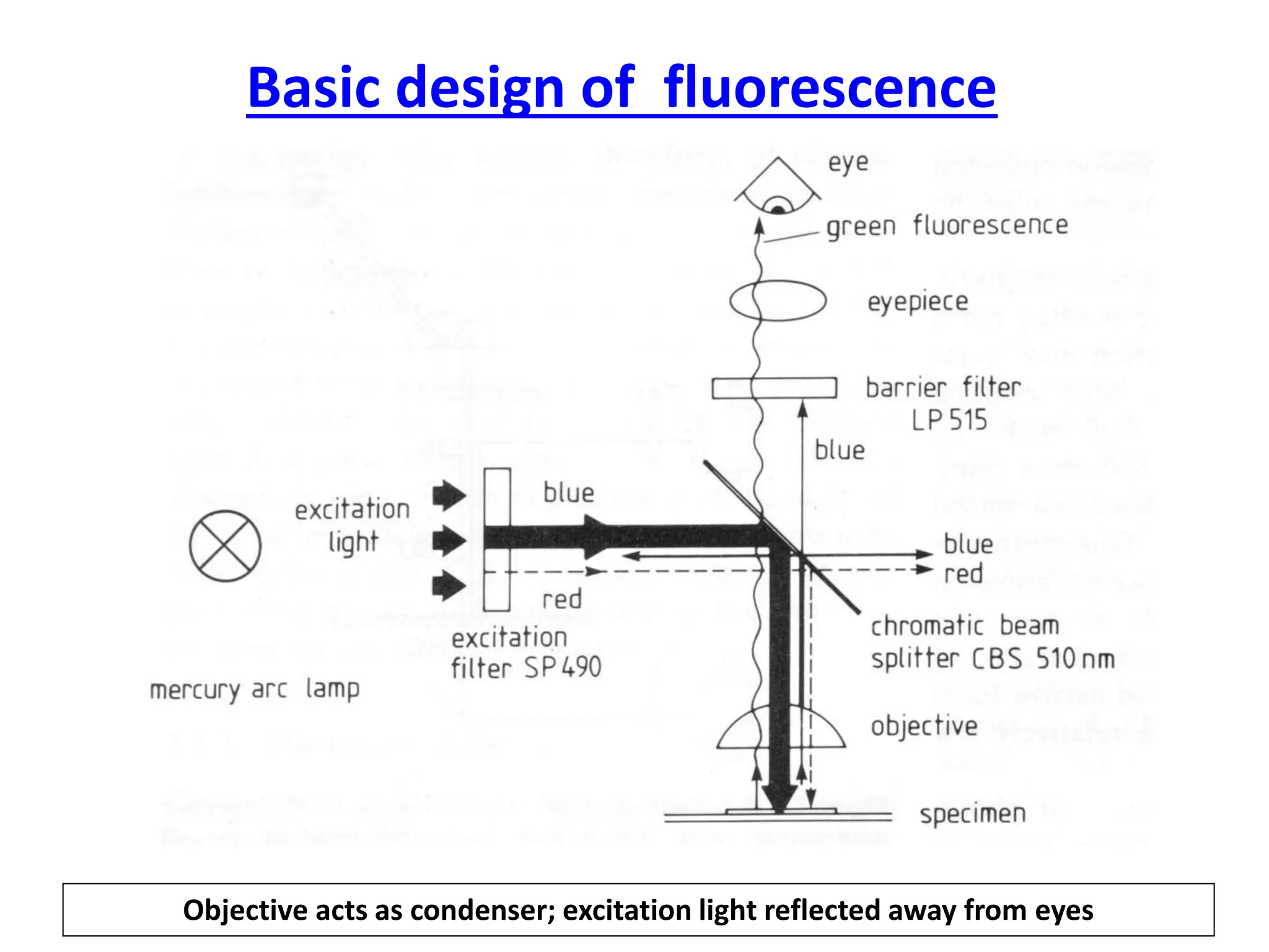Basic design of fluorescence
Objective acts as condenser; excitation light reflected away from eyes