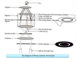 Ray diagram of Phase contrast microscope
 