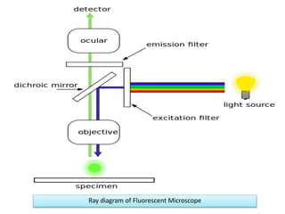 Ray diagram of Fluorescent Microscope
 