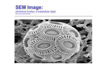 SEM Image:
(Emiliania huxleyi, a haptophyte alga)
http://starcentral.mbl.edu/
 