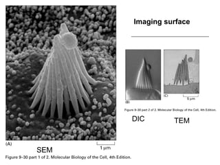 Imaging surface
DIC TEM
SEM
 