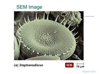 SEM Image
Figure 4.13a
 