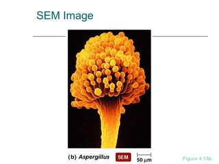 SEM Image
Figure 4.13b
 