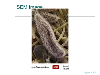 SEM Image
Figure 4.13c
 