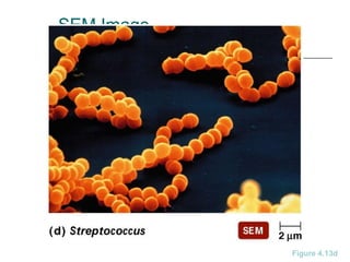 SEM Image
Figure 4.13d
 