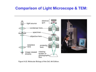 Comparison of Light Microscope & TEM:
 
