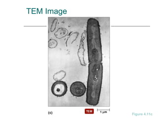 TEM Image
Figure 4.11c
 