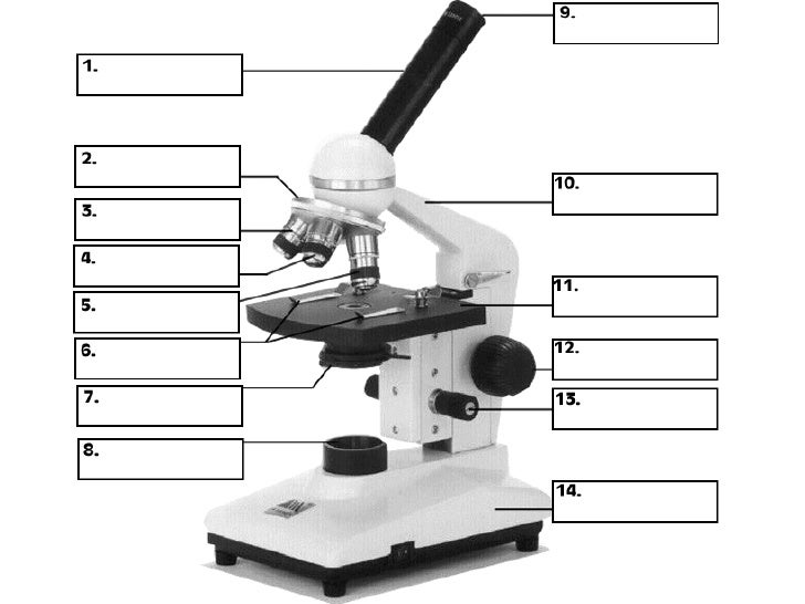 Microscope powerpoint