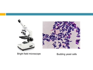 Bright field microscope Budding yeast cells
 