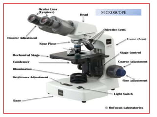 MICROSCOPE (1).pptx