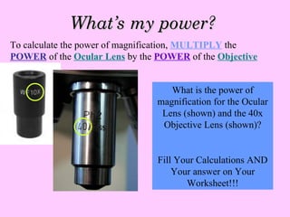 What’s my power? To calculate the power of magnification,  MULTIPLY  the  POWER   of the  Ocular Lens  by the  POWER  of the  Objective What is the power of magnification for the Ocular Lens (shown) and the 40x Objective Lens (shown)? Fill Your Calculations AND Your answer on Your Worksheet!!! 