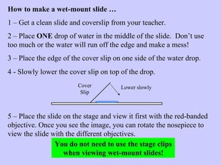 How to make a wet-mount slide … 1 – Get a clean slide and coverslip from your teacher. 2 – Place  ONE  drop of water in the middle of the slide.  Don’t use too much or the water will run off the edge and make a mess! 3 – Place the edge of the cover slip on one side of the water drop. You do not need to use the stage clips when viewing wet-mount slides! 5 – Place the slide on the stage and view it first with the red-banded objective. Once you see the image, you can rotate the nosepiece to view the slide with the different objectives. 4 - Slowly lower the cover slip on top of the drop.  Cover Slip Lower slowly 