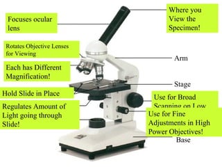 Body Tube Nosepiece Objectives Stage Clips Light Ocular lens (Eyepiece) Arm Stage Coarse Adjustment Fine Adjustment Base Focuses ocular lens Rotates Objective Lenses for Viewing Each has Different Magnification!  Hold Slide in Place Where you View the Specimen!  Regulates Amount of Light going through Slide!  Use for Broad Scanning on Low Power Objectives!  Use for Fine Adjustments in High Power Objectives!  Diaphragm 